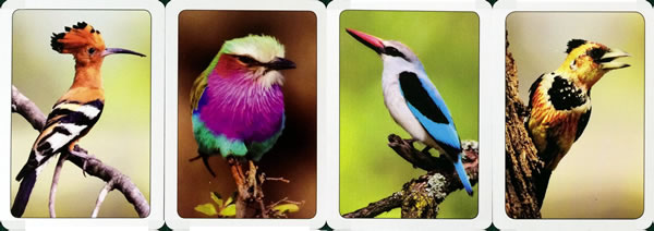 South African Birds Playing Cards